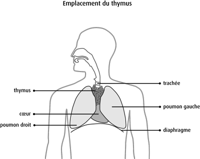 Buste représentant différents organes dont le thymus