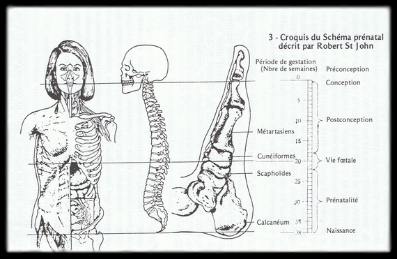 Croquis d'un squelette schéma prénatal